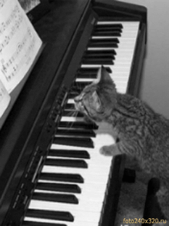 gato pianista blogdeimagenes (11)