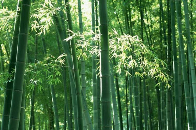 bamboo feng shui