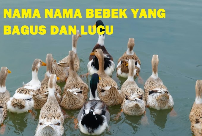 93 Nama Bebek Yang Bagus Agar Cepat Bertelur