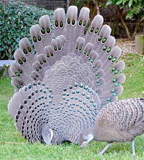 Grey peacock-pheasant( Nome científico: Polyplectron bicalcaratum)- O Faisão Esporeiro de Chinquis ou faisão-eperonier é o pássaro nacional de Myanmar, outrora conhecida como Birmânia. O eperonier e suas cinco subespécies podem ser encontrados nas florestas tropicais em todo Sudeste Asiático. Foto: sobre a grama baixa, um casal de faisões, à esquerda e maior, o macho: corpo de plumagem cinza e farta, asas e cauda abertas em leque, com desenhos em “esferas” grandes , que variam de um azul brilhante ao verde esmeralda marginadas de branco, sobre a cabeça, um topete virado para frente, acompanhando o bico curto e curvo, olhos cinzas redondos pequenos. À direita, a fêmea, plumagem cinza, asas fechadas com desenhos disformes em tom mais escuro delineados em branco. Ambos estão com a cabeça inclinada à relva. Ao fundo, uma cerca de tela, arbustos e folhagens.