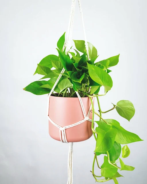 How To Propagate Pothos