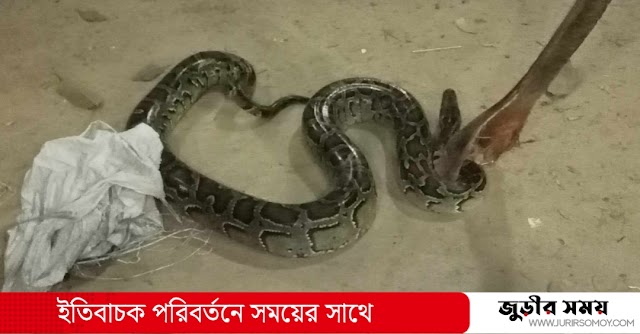 জুড়ীতে লোকালয় থেকে ৮ ফুট লম্বা অজগর উদ্ধার