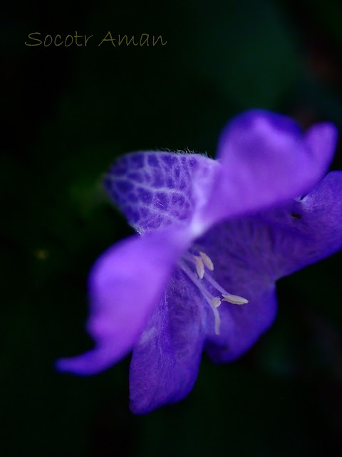 Strobilanthes oligantha