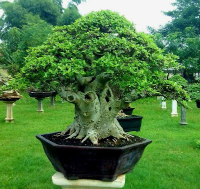 bonsai loa