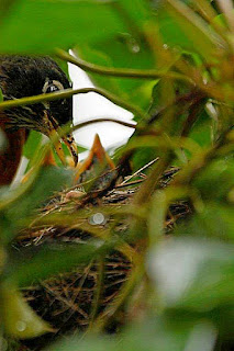 American Robin (Turdus migratorius)