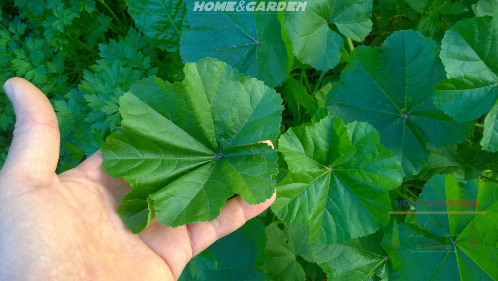 This amazing plant was used to treat many conditions. Mallow has been used to cleanse the liver, to cure blood poisoning, and to treat many problems, such rheumatism, heartburn, and coughs.