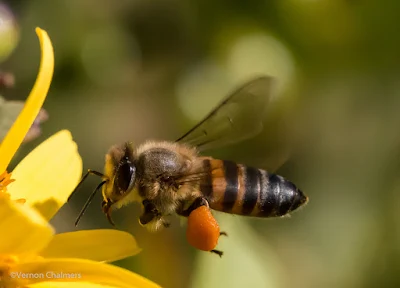 Bee in Flight  Canon 70D / EF 100mm f/2.8 Macro USM Lens @ ISO 6400