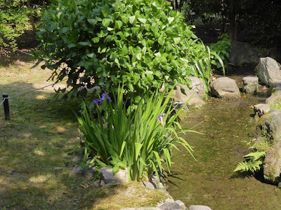 閑院宮邸跡 カキツバタ