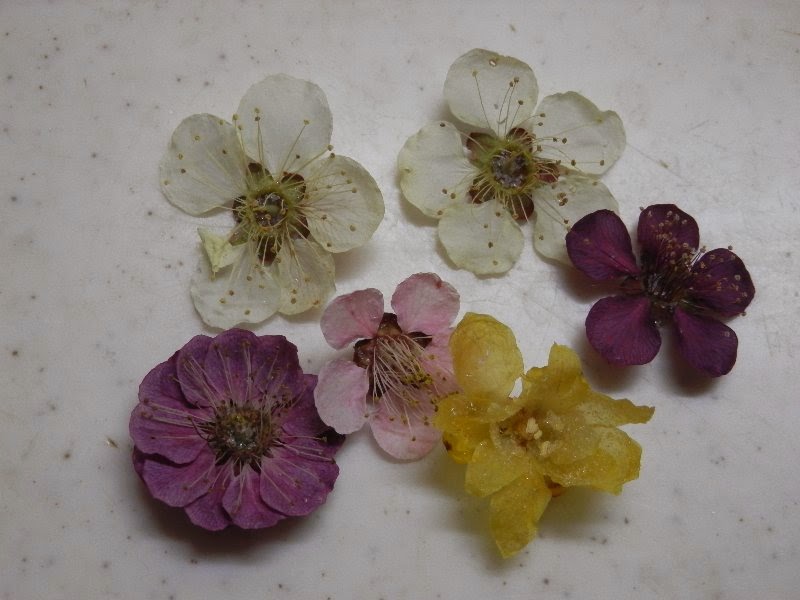 虫のちょっとしたこと 花その後
