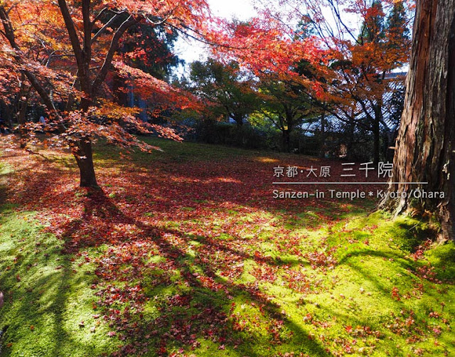 京都 大原 三千院の紅葉