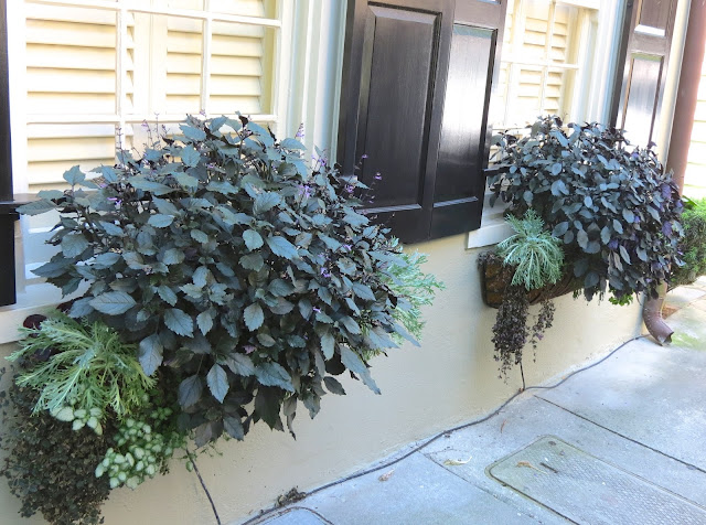 top charleston window boxes gardens