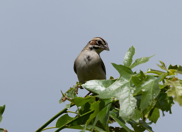 Lark Sparrow - Oak Openings Preserve, Ohio, USA