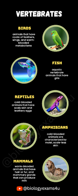 vertebrates Infographic