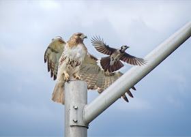 Red-tailed hawk and Blue jay.