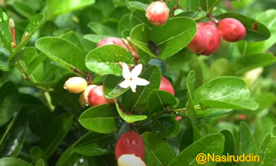 Deshi Koromcha Fruits