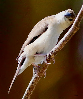 "Indian Silverbill (Euodice malabarica) The resident, common, has a conical silver-grey beak, buff-brown upper body, white underbody, buffy flanks, and dark wings. The tail is black, and the wings are dark, contrasting with the white rump. Perched on a branch"