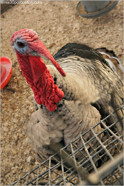 Animales en la Tendercrop Farm, Newbury