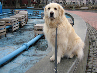 噴水の縁の上でおすわりした犬