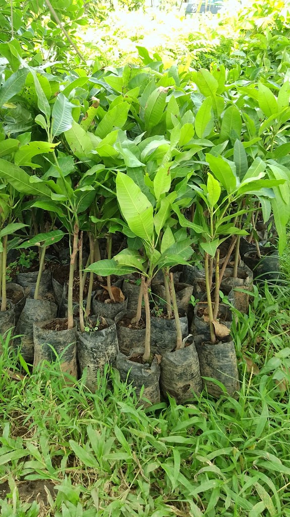jual bibit pohon mangga madu yang paling bagus serang Palembang