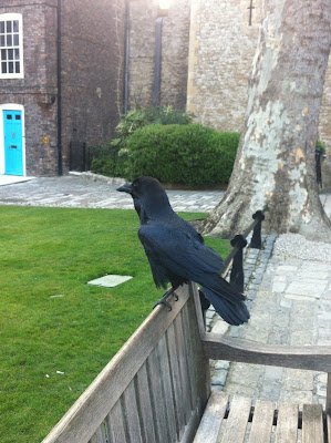 Our encounter with a Raven.