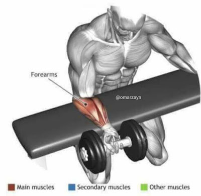 Forearm Workouts 