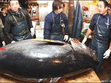 Lelang Ikan tuna termahal |Terkini