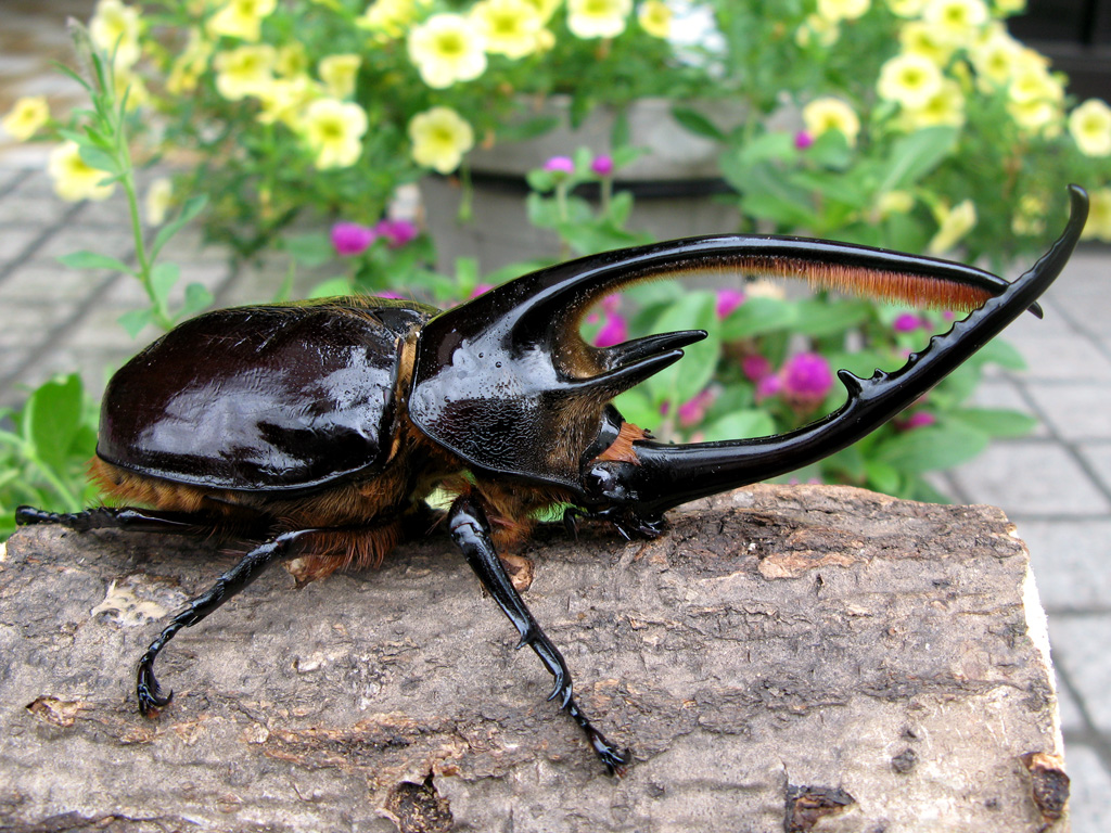 ディナステス属ネプチューンオオカブトやサタンオオカブトの種類 生息地 名前の由来 ギネスについてまとめてみました でかじよーぶろぐ