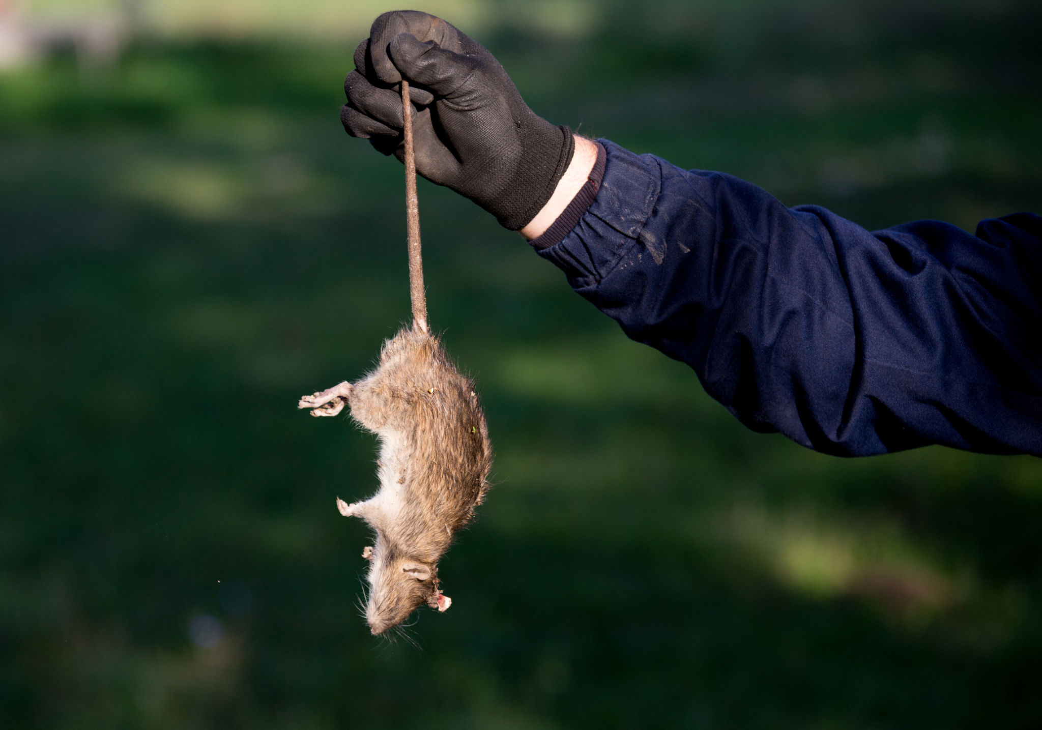 rat-control-leicester