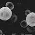 Rapid evolution of a calcareous microalgae