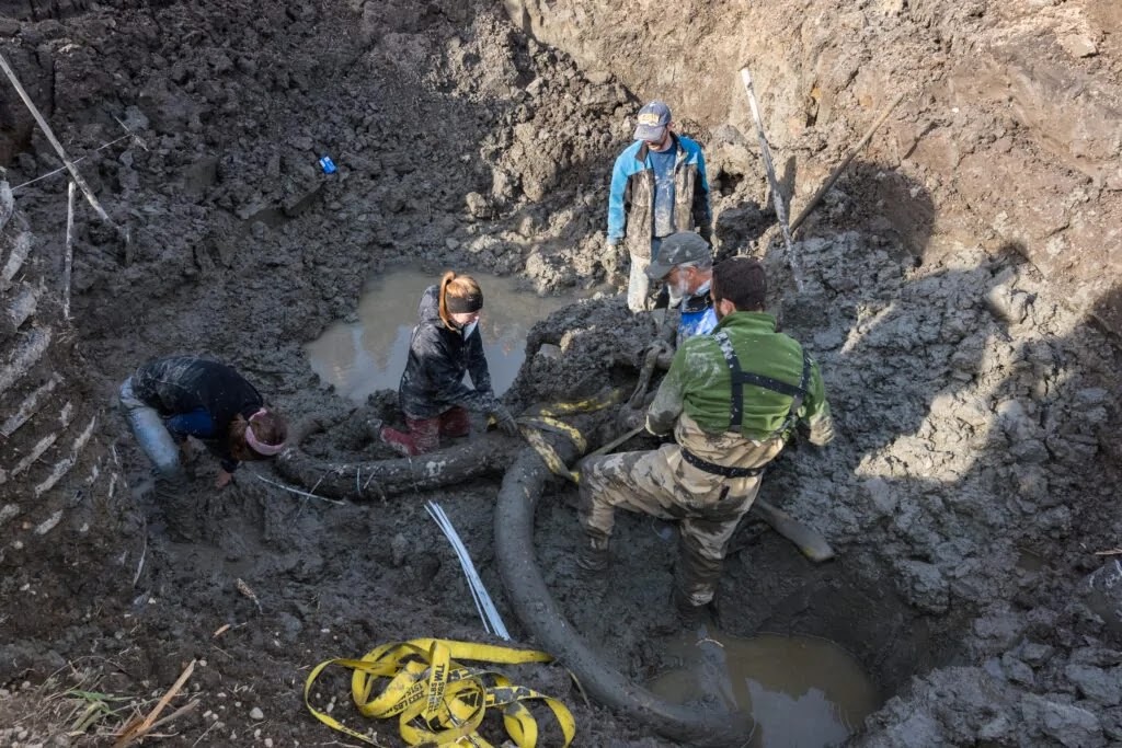 The fossil of a woolly mammoth was discovered in the midst of a farmer’s field in Michigan