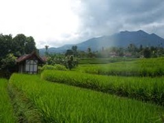 Cara menanam padi sawah