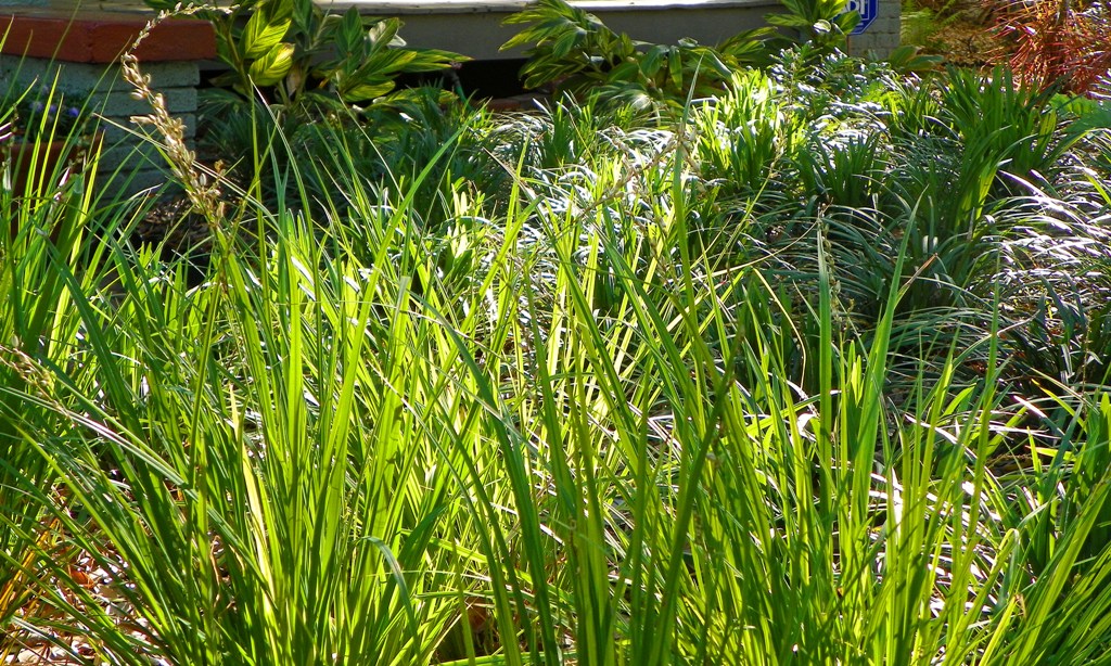 front yard landscaping ideas florida. Bay-Friendly Landscaping.