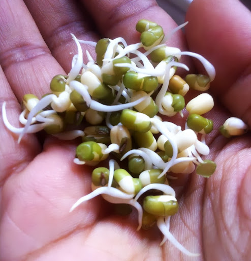 Green Moong Sprouts