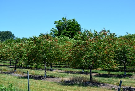 Cherry Trees are loaded!
