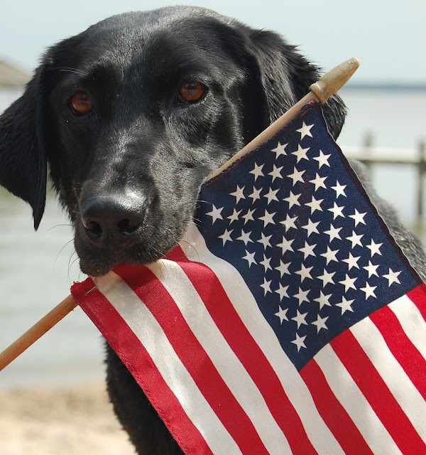 Memorial Day Dog Picture