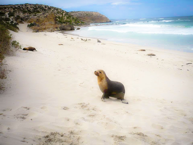 kangaroo island