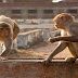काशी के उत्‍पाती बंदरों को पकड़ने के लिए मथुरा से आएगी टीम, वन विभाग के सहयोग से शुरू होगा अभियान