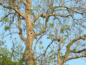 Ash tree with woodpecker holes at High Elms Country Park.  1 May 2011.