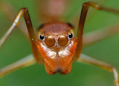 Salticidae, arañas, arañas saltadoras, saltícidos, arañas saltarinas, menemerus semilimbatus, Maratus volans, Myrmarachne plataleoides