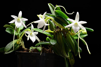 Angraecum equitans orchid plant care and culture