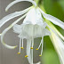 Pamianthe