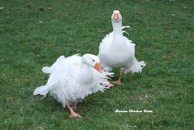 Two Sebastopol geese, male and female.