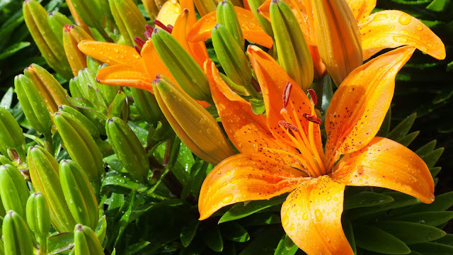 Tiger Lily HD wallpaper