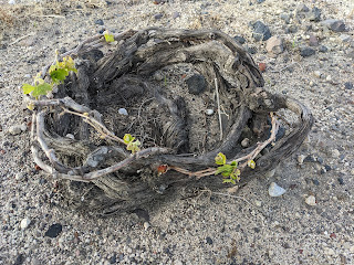 Example of grape vines in Santorini trained in a basket shape called kouloura.