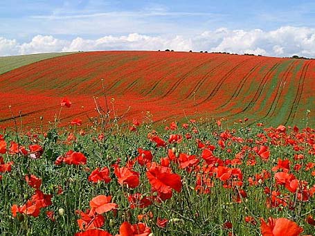 Remembrance Day Poem