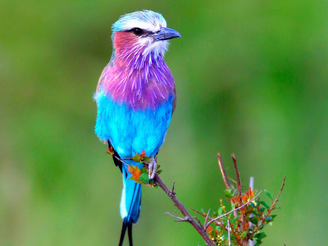 Beautiful bird at lilac breasted roller