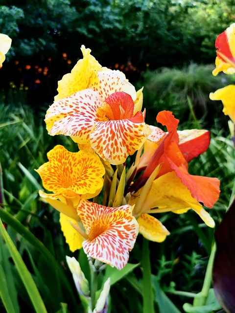 Canna Lily Care Guide? Growing and Types