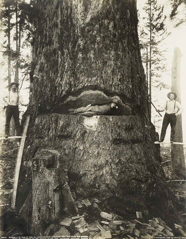 Lumberjacks