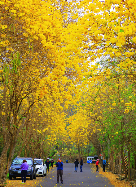 彰化二水坑內風鈴木花道綿延200公尺黃花風鈴木隧道，坑內坑秘境