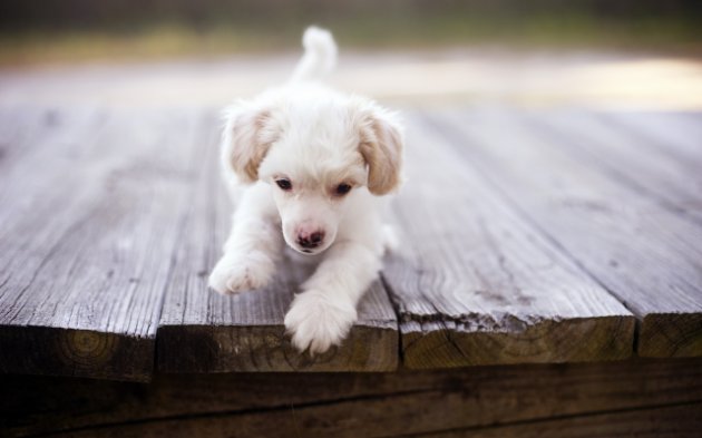 Após 50 anos, veterinário desvenda mistério da 'ponte dos cães suicidas'